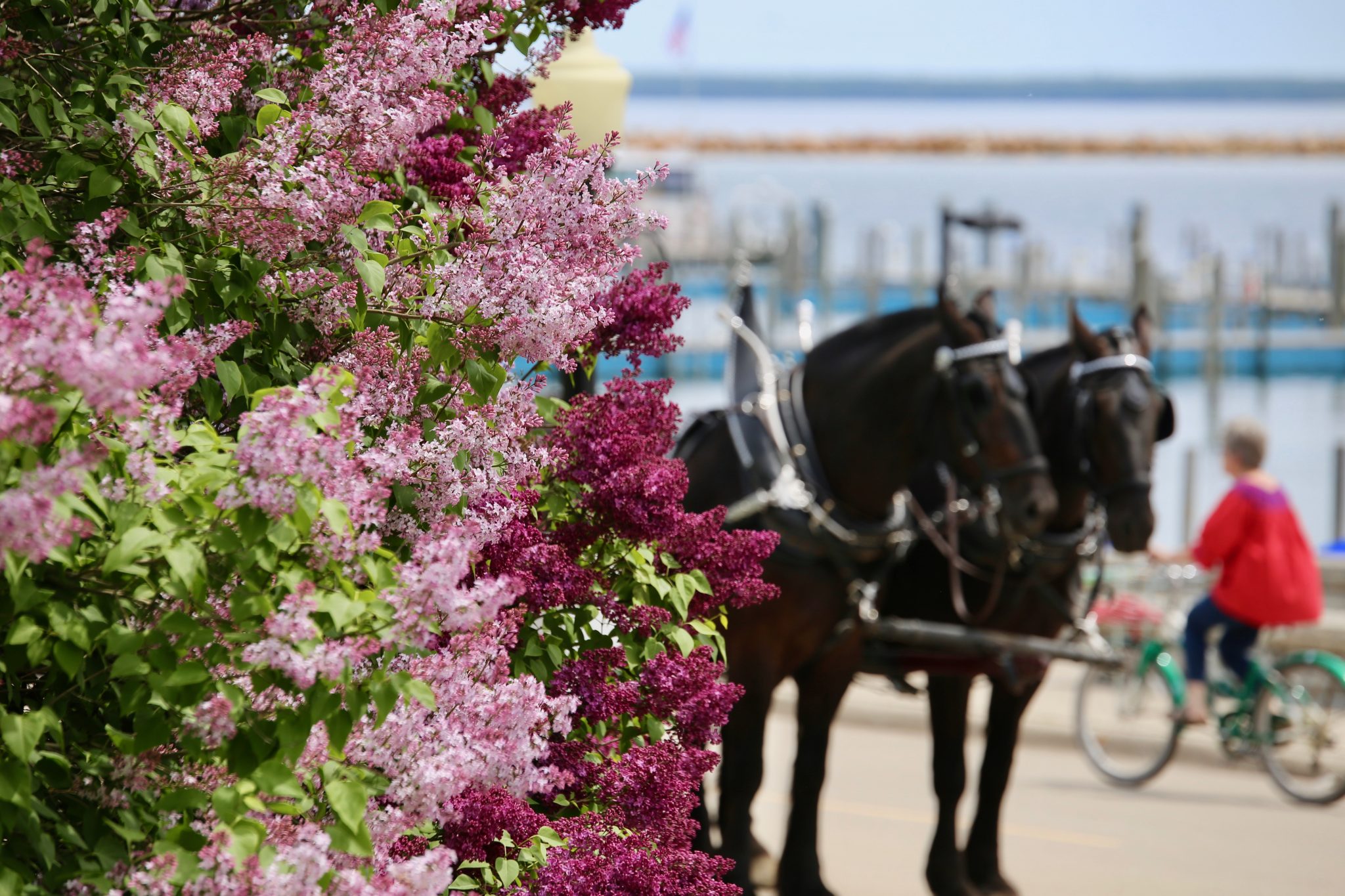 mackinac岛Lilacs